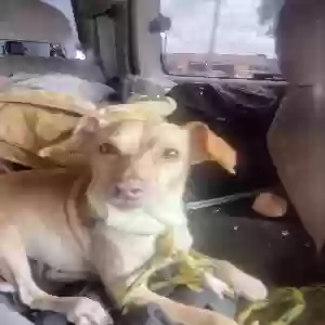 lost female dog jasmine