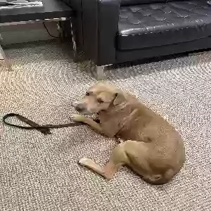 found female dog unknown