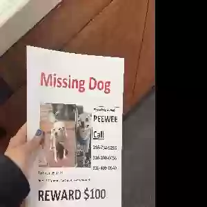 lost male dog peewee