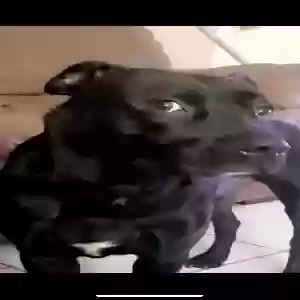 lost male dog sir