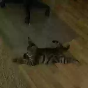lost female cat takara