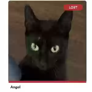 lost female cat angel