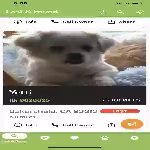 lost female dog yetti