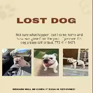 lost male dog sosa