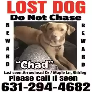 lost male dog chad