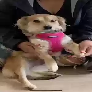 lost female dog bubbles