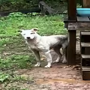 found male dog unknown