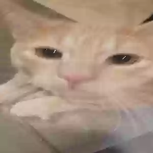 lost male cat bean