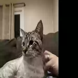 lost male cat nova