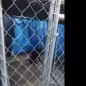 lost female dog thunda