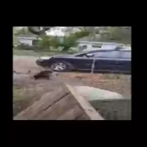 lost female dog sassy