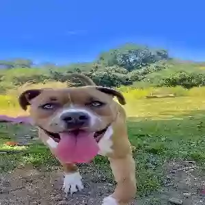 lost male dog tony