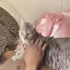 lost male cat phoenix