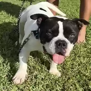 lost female dog lani