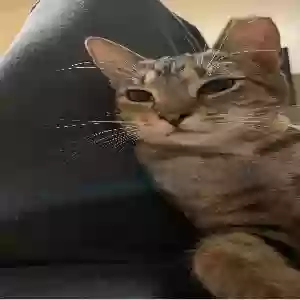 lost female cat fefe