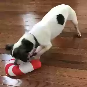 lost female dog molly