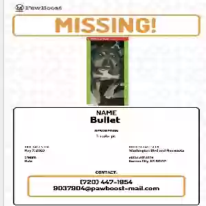 lost male dog bullet