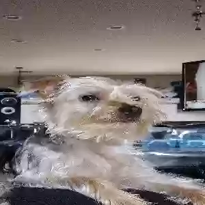lost female dog tunki