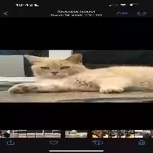 lost female cat mushie