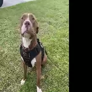 lost male dog rackham