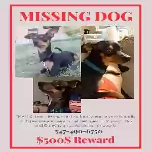 lost female dog mamis