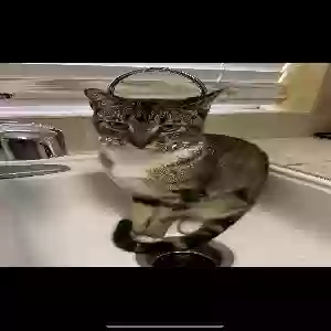 lost male cat biscuit