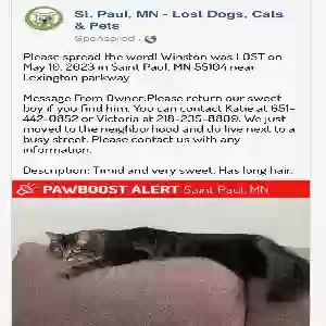 lost male cat winston