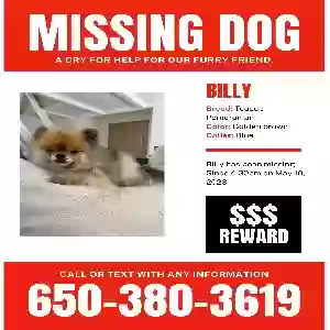 lost male dog billy