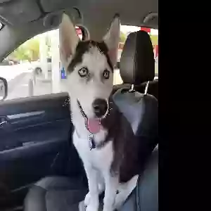 lost female dog spirit