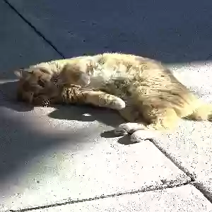lost male cat garfield