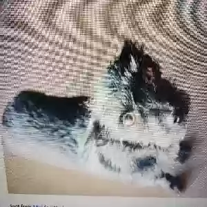 lost male dog mickey