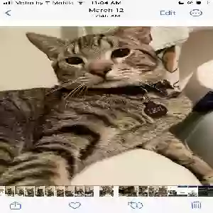 lost male cat levi