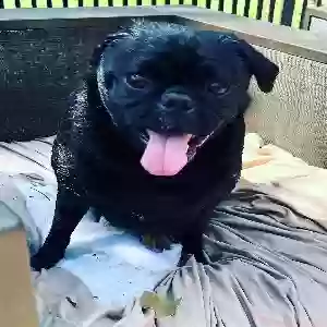 lost female dog izzie
