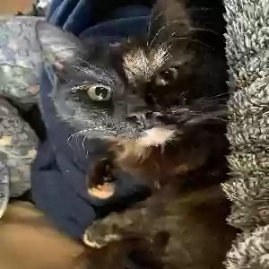 lost female cat scruffin