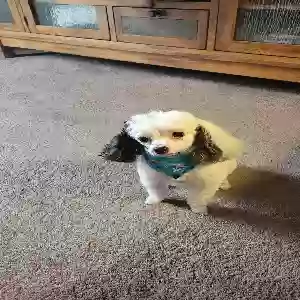 lost male dog moe