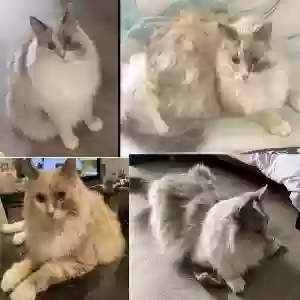 lost female cat kensi