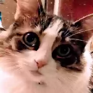 lost female cat leia