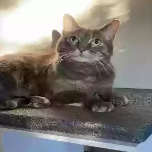 lost male cat toby