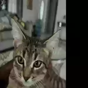 lost male cat mr meepz
