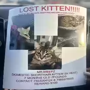 lost male cat mr. meepz