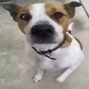 lost male dog spot