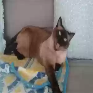 lost female cat mochi