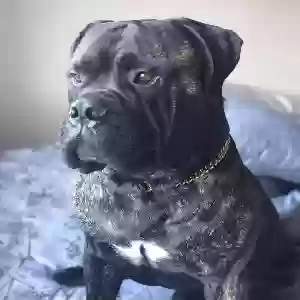 lost male dog brutus