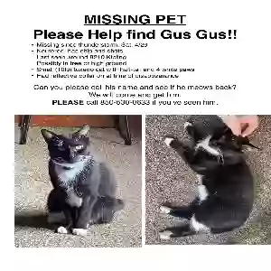 lost male cat gus gus