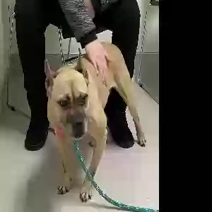 lost female dog stella