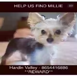 lost female dog millie