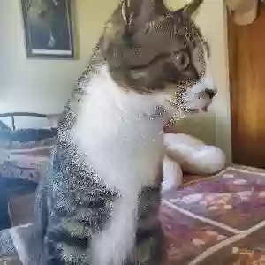 lost male cat chase