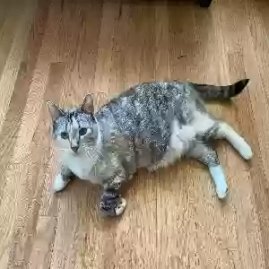 lost female cat turtle