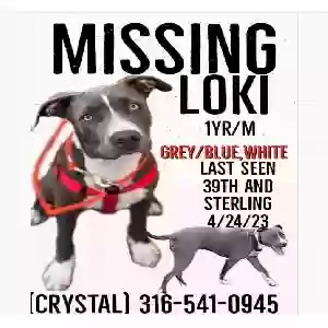 lost male dog loki