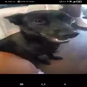 lost female dog estrella